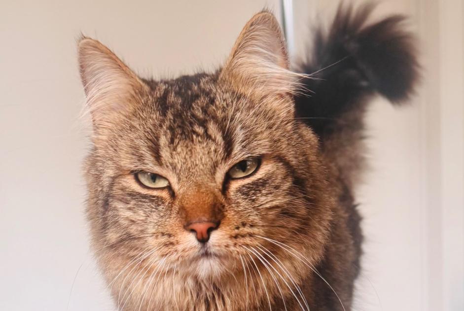 Vermisstmeldung Katze Männliche , 1 jahre Blegny Belgien