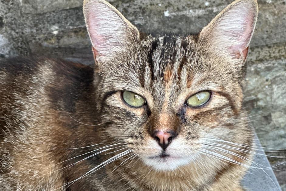 Vermisstmeldung Katze rassenmischung Weiblich , 2 jahre Seraing Belgien Vermisstmeldung Katze rassenmischung Weiblich , 2 jahre Seraing Belgien