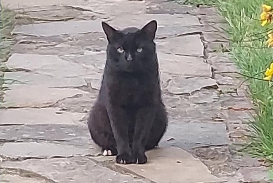 Vermisstmeldung Katze Männliche , 3 jahre Sprimont Belgien Vermisstmeldung Katze Männliche , 3 jahre Sprimont Belgien