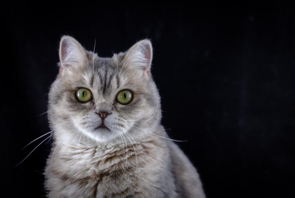 Disappearance alert Cat  Male , 10 years Soignies Belgium