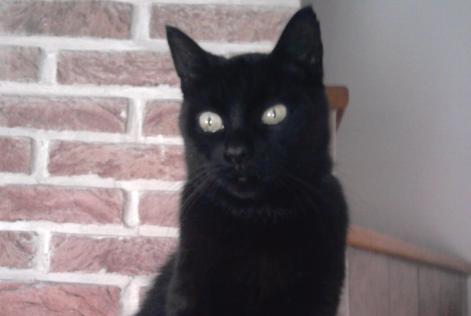 Disappearance alert Cat Type européen Female , 25 years Herstal Belgium