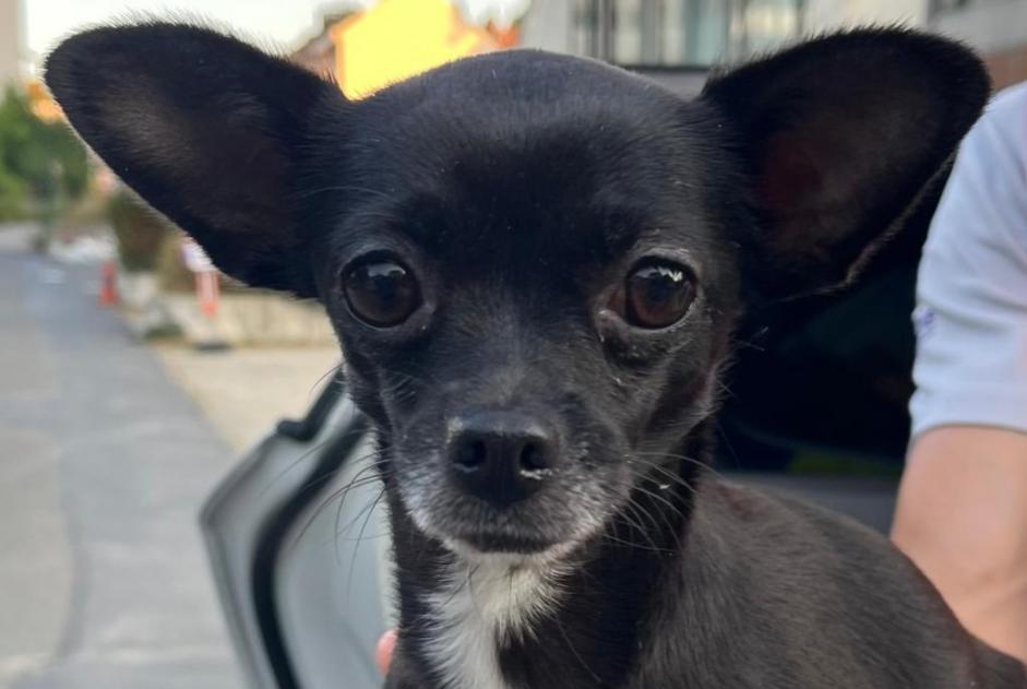 Discovery alert Dog  Female Uccle Belgium