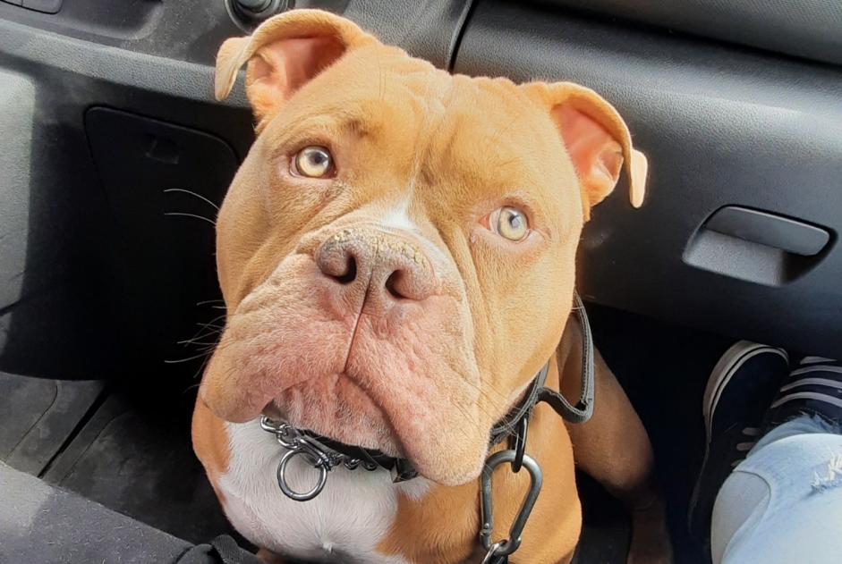 Alerta de Desaparición Perro cruce Macho , 4 años Marchin Bélgica Alerta de Desaparición Perro cruce Macho , 4 años Marchin Bélgica