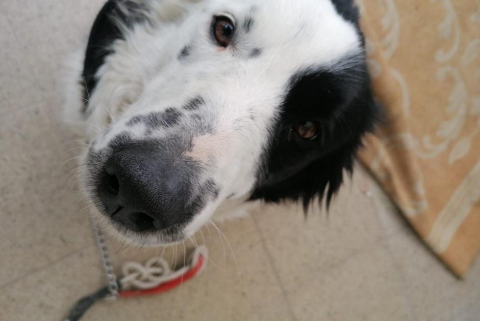Alerta de Desaparición Perro Hembra , 6 años Lontzen Bélgica Alerta de Desaparición Perro Hembra , 6 años Lontzen Bélgica