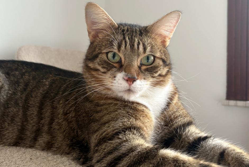 Alerte Disparition Chat  Mâle , 3 ans Anderlecht Belgique