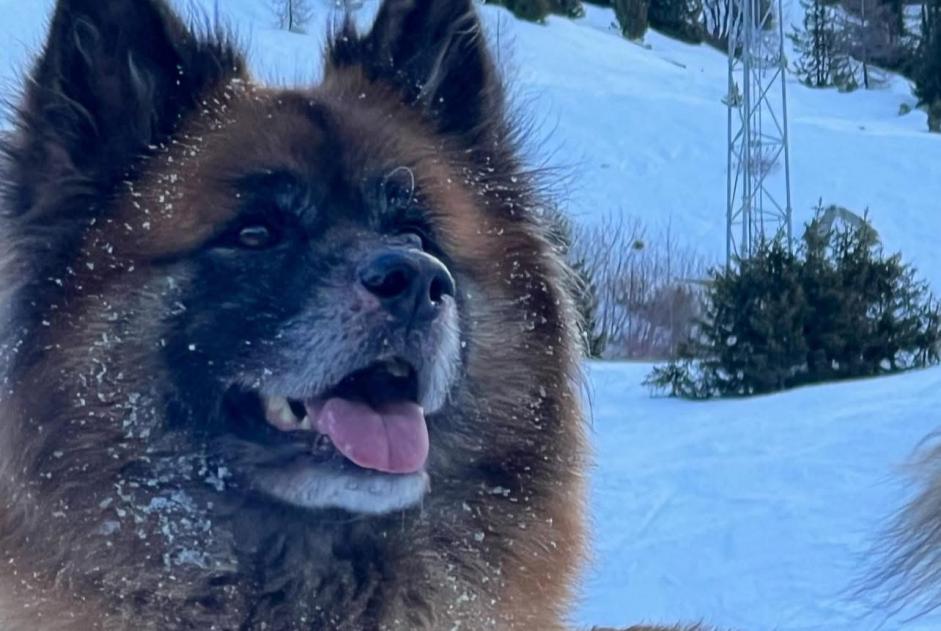 Alerte Disparition Chien croisement Mâle , 0 ans Aywaille Belgique Alerte Disparition Chien croisement Mâle , 0 ans Aywaille Belgique