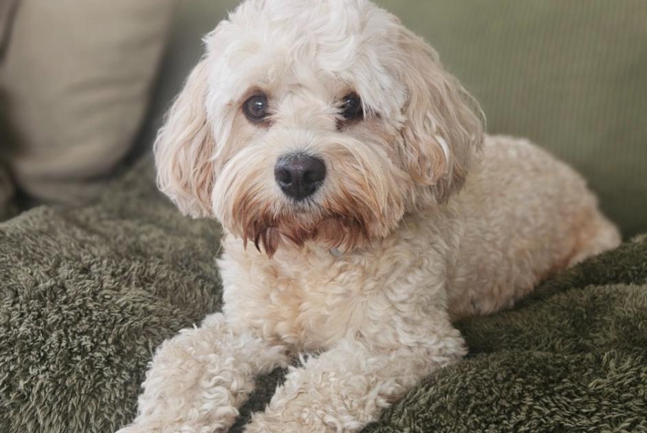 Alerte Découverte Chien Femelle Fléron Belgique