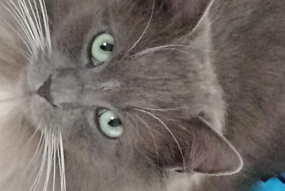 Avviso scomparsa Gatto Maschio , 5 anni Soumagne Belgio Avviso scomparsa Gatto Maschio , 5 anni Soumagne Belgio