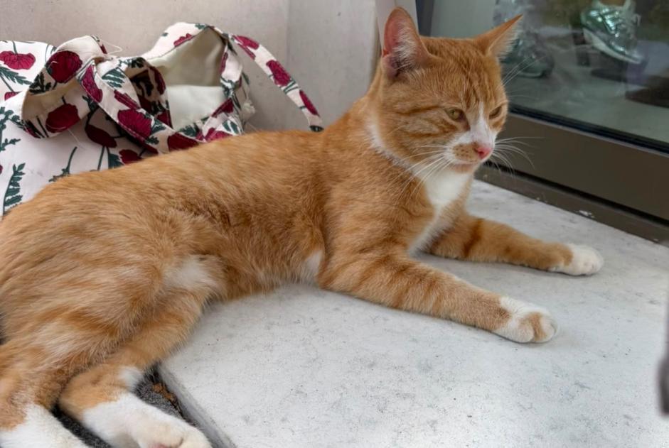 Avviso Ritrovamento Gatto  Maschio Anderlecht Belgio