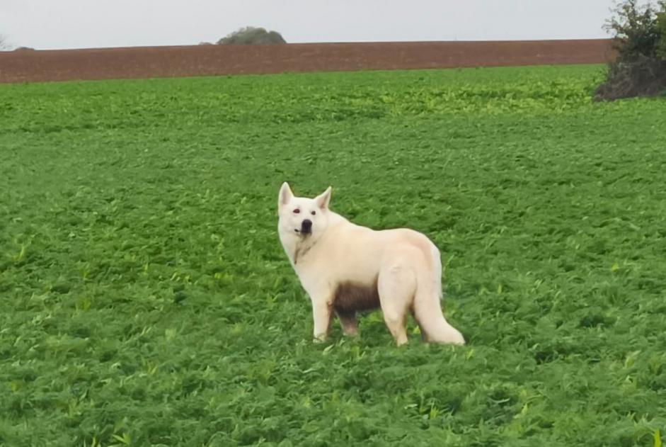 Verdwijningsalarm Hond  Mannetje , 8 jaar Villers-le-Bouillet België