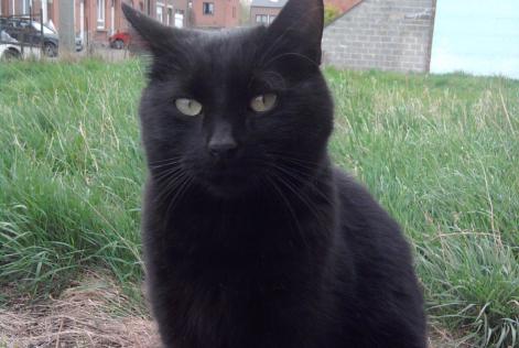 Alerta desaparecimento Gato Type européen Macho , 13 anos Herstal Belgium Alerta desaparecimento Gato Type européen Macho , 13 anos Herstal Belgium
