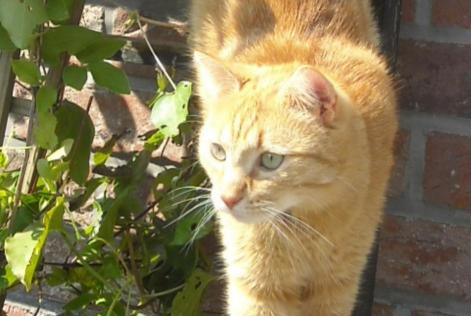 Alerta desaparecimento Gato Macho , 9 anos Liège Belgium Alerta desaparecimento Gato Macho , 9 anos Liège Belgium