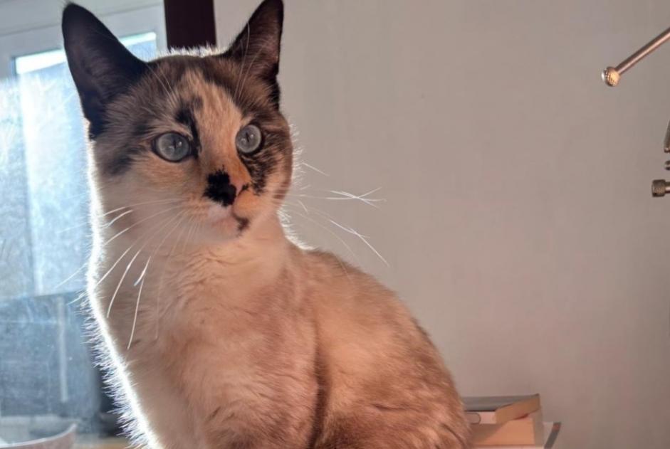 Alerta desaparecimento Gato Fêmea , 2 anos Liège Belgium
